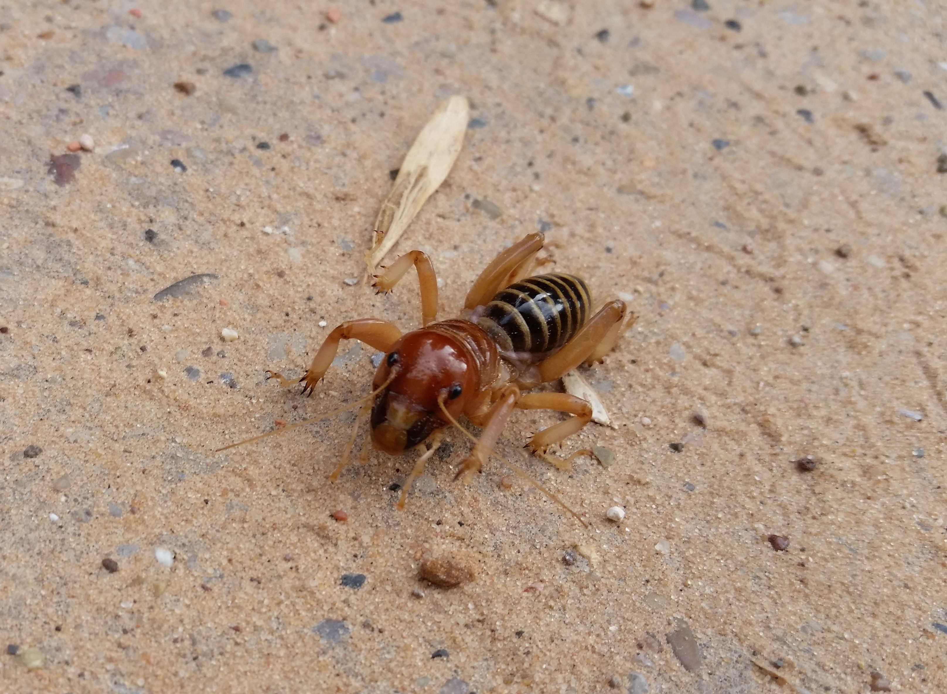 Insects and Arachnids - Zion National Park (U.S. National Park Service)