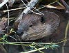 beaver in water with sticks