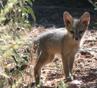 Gray Fox - Zion National Park (U.S. National Park Service)