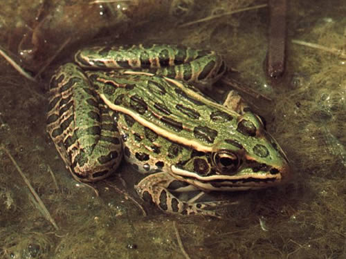 Catching Joy - Leopard Frogs