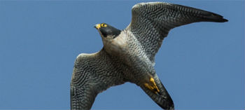 Peregrine Falcons 'sex hat' key to species' population rebound, Bartell's  Backroads