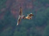 Peregrines Near Angels Landing exchanging prey