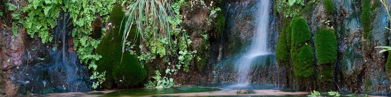 Spring water creates a waterfall down dark stone covered with moss and plants.