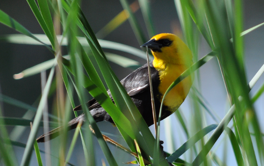 A picture of a small bird with a bright yellow head and neck, partially obscured by grasses.