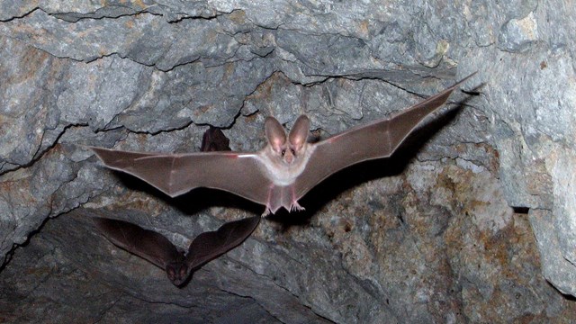 Leaf nosed bat flies in cave