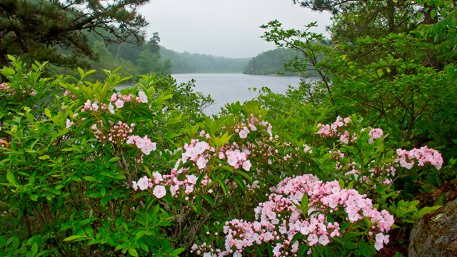 Light pink flowers on a lush green shrub. A lake is in the background.
