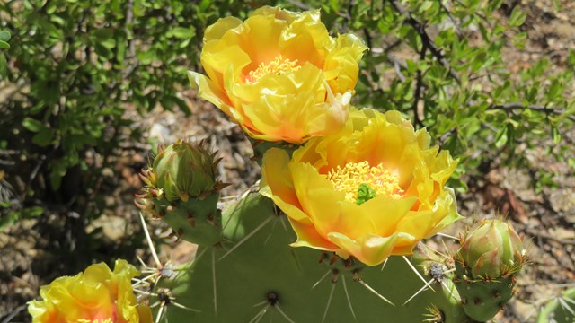 Yellow flowers bloom on a green cactus