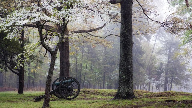 A canon in a field surrounded by blooming dogwood trees.