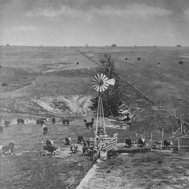 Windmill surrounded by cows