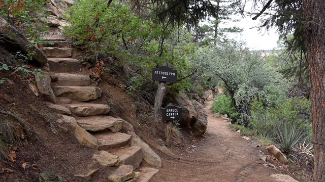 Two trails converge under a Douglas fir, with stone steps climbing to the left