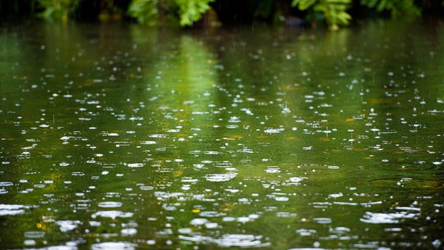 Photographs of rain drops on water surface reflecting green foliage.