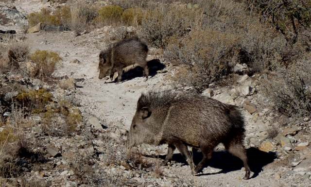 Two javelina on the trail