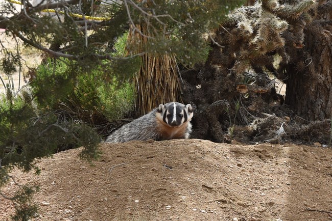 A black and white badger emerging from a burrow