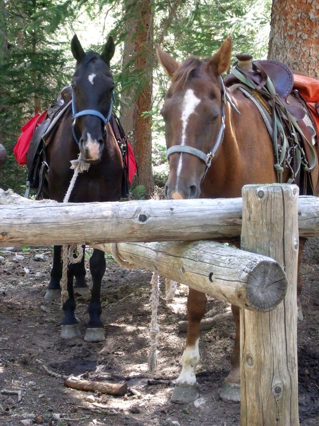 Two horses tied to a hitchrack