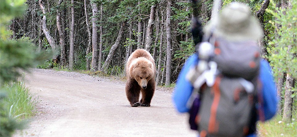 Bear approaches a visitor along a road at Brooks Camp